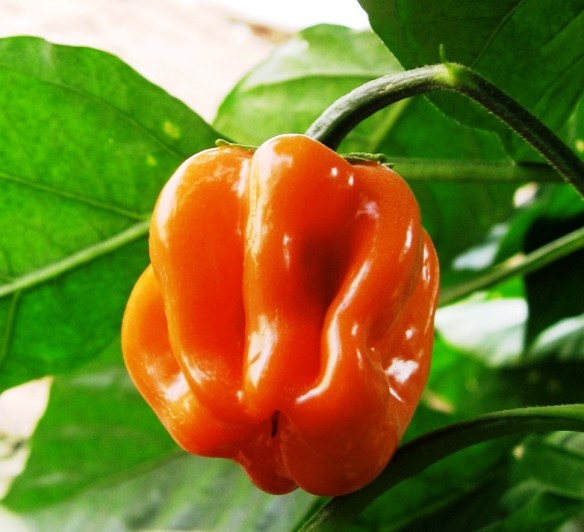 פלפל הבנרו חריף במיוחד1