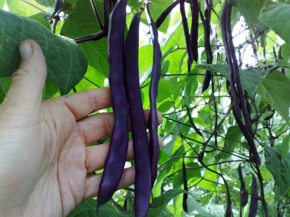 שעועית סגולה (2)