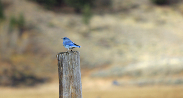 ציפור כחולה. טיטון.