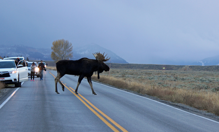 אייל קורא (מוס) חוזר מהנחל להרים. טיטון.